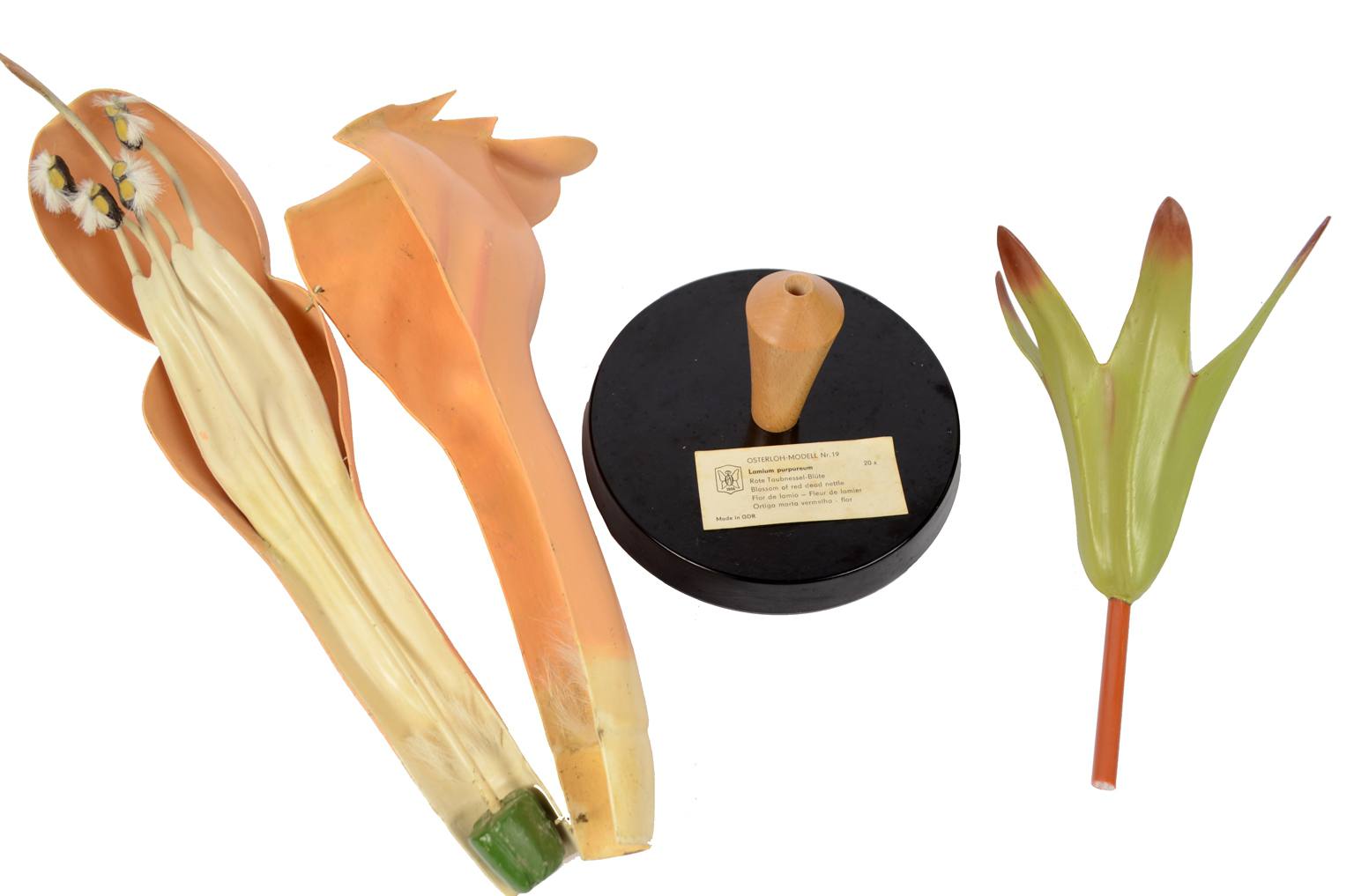 Storia naturale/6108-Lamium purpureum