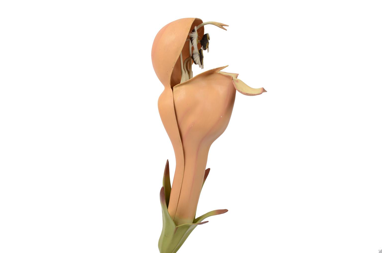 Storia naturale/6108-Lamium purpureum