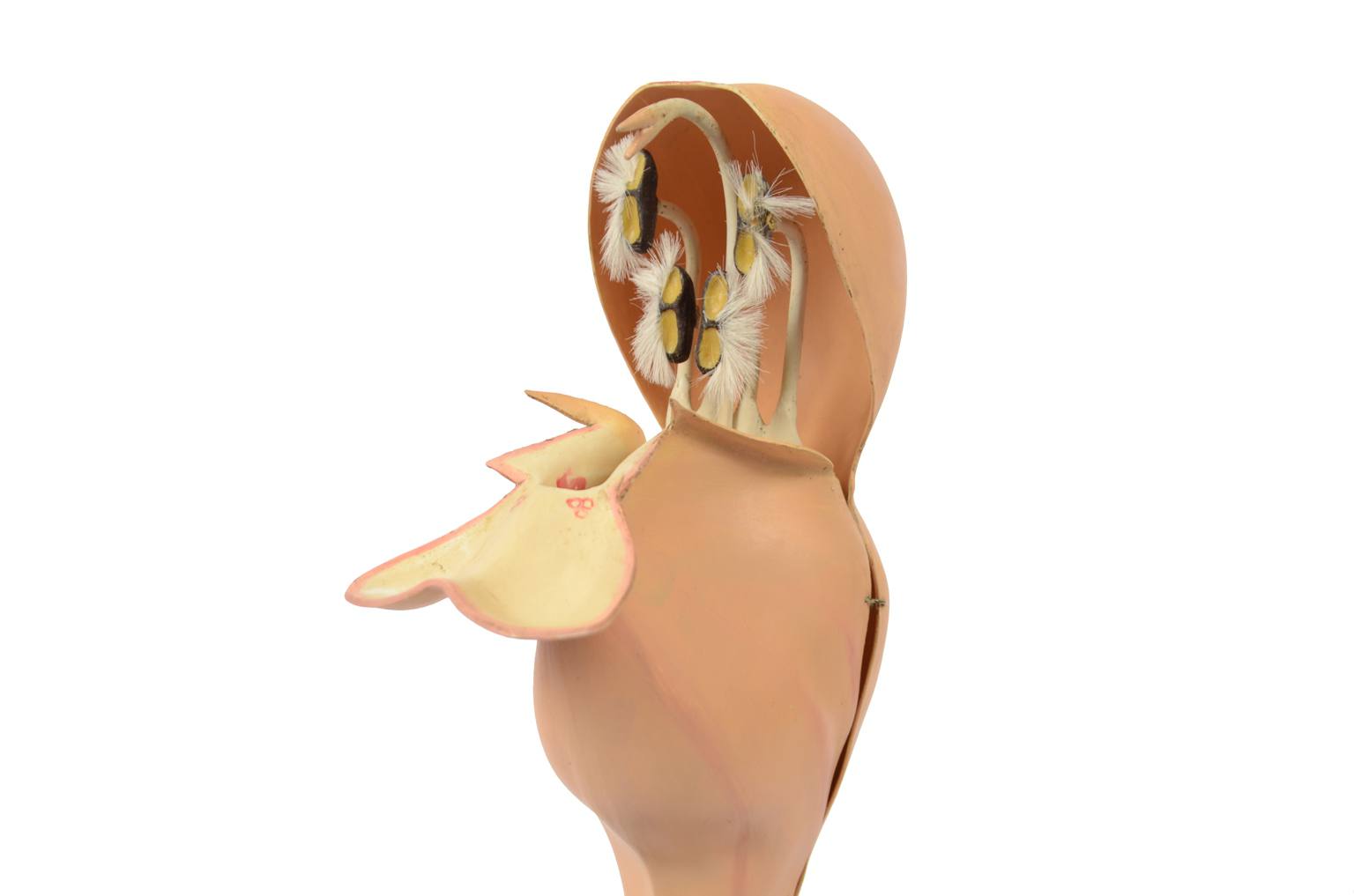 Storia naturale/6108-Lamium purpureum