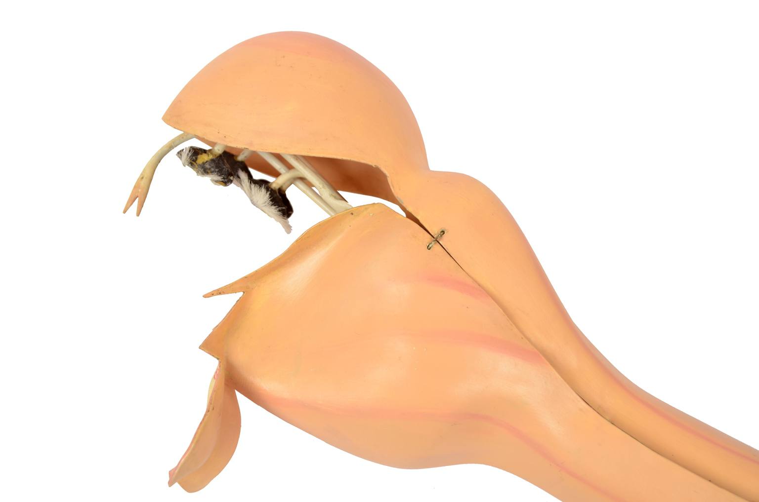 Storia naturale/6108-Lamium purpureum