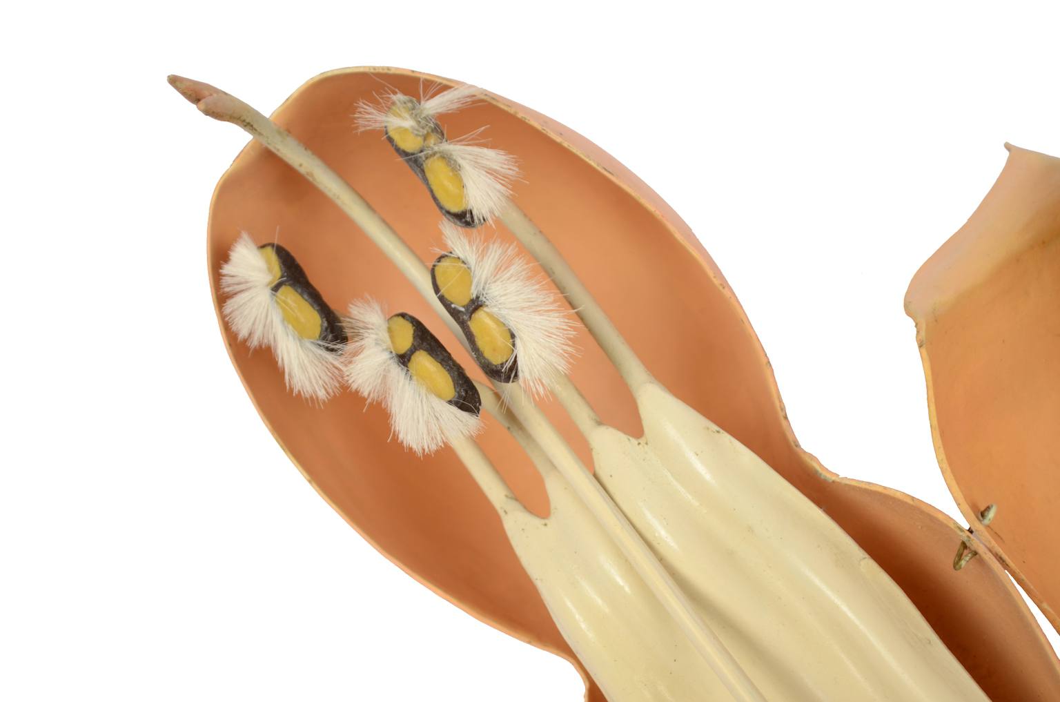 Storia naturale/6108-Lamium purpureum