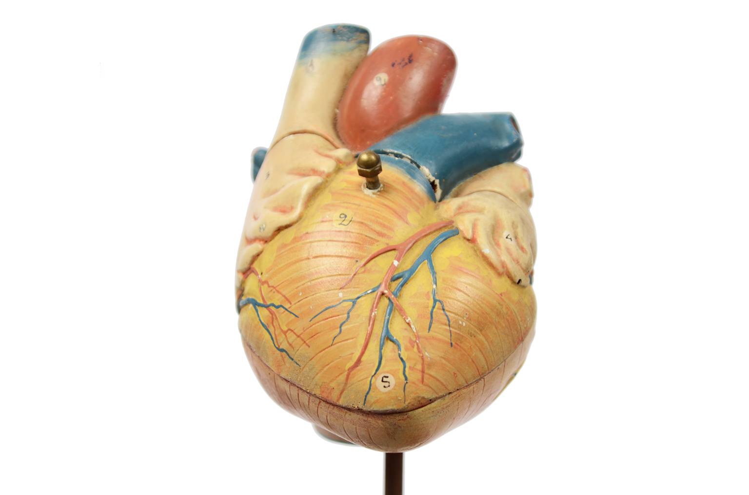 e-Shop/Old medical instruments/Code 6131 Heart model