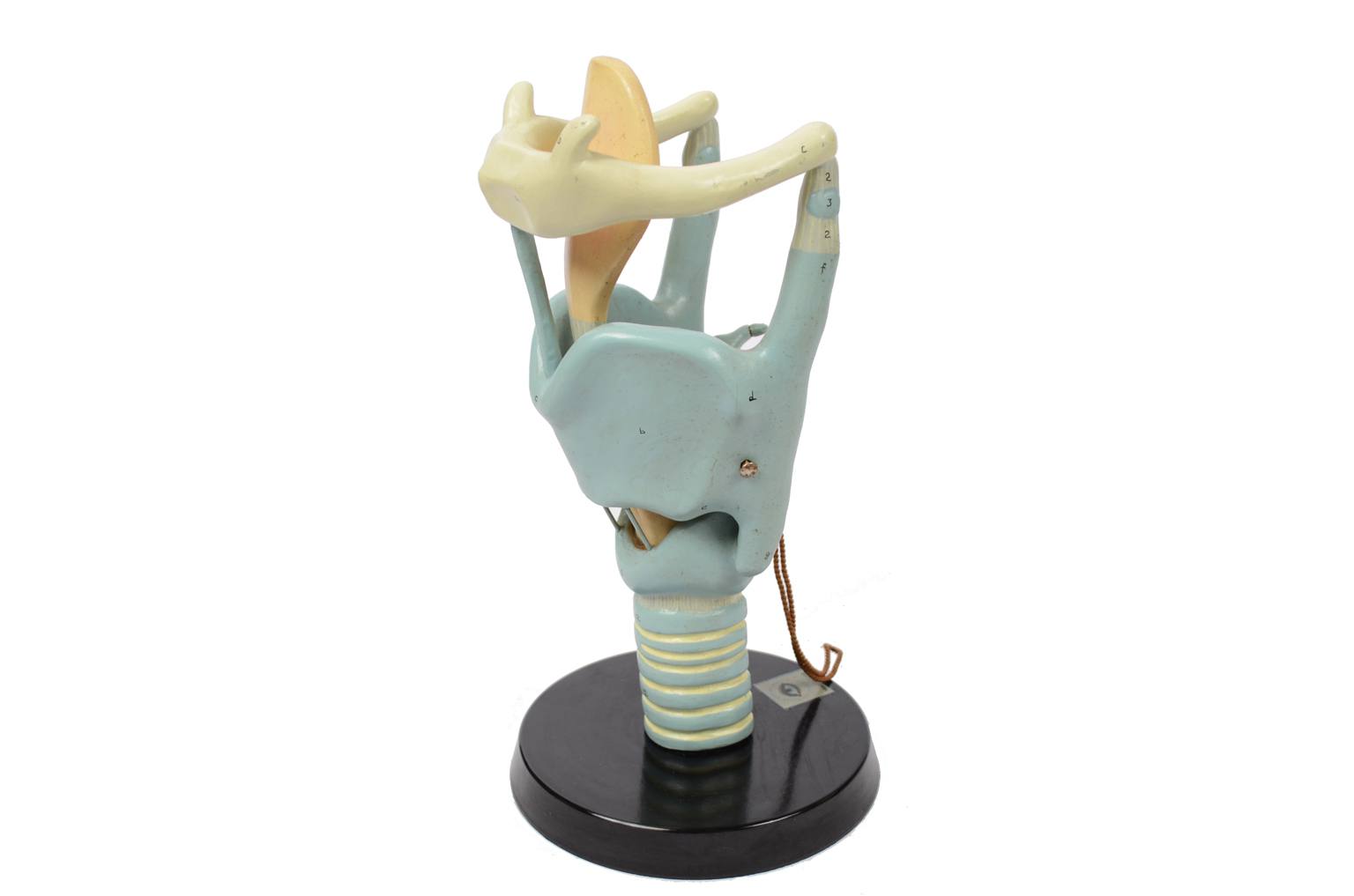 Old medical instruments/6132-Trachea model