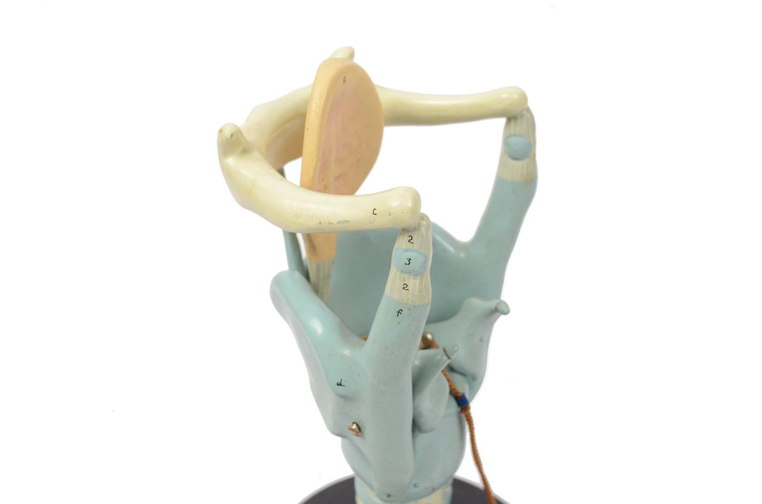 Old medical instruments/6132-Trachea model