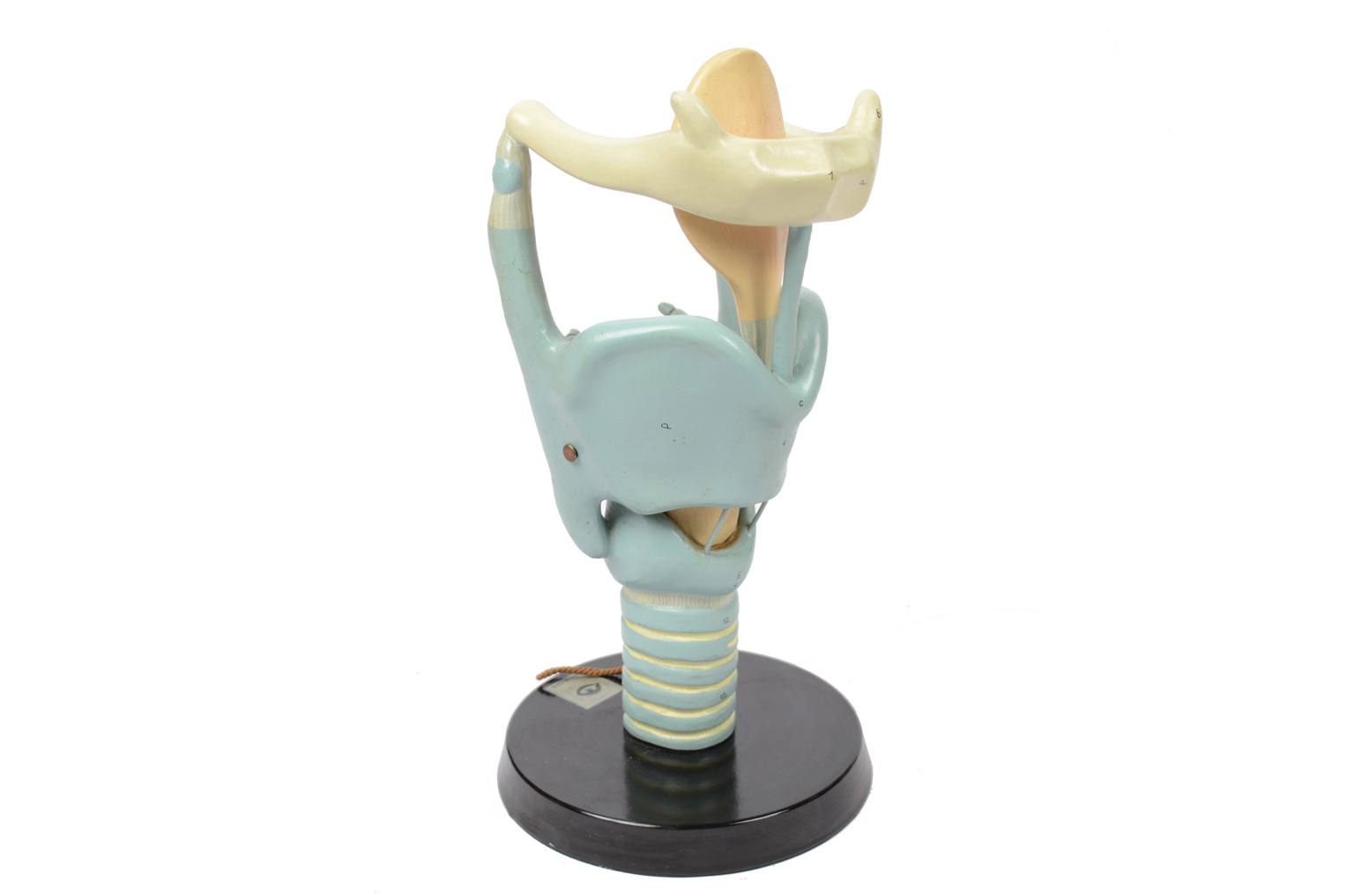 Old medical instruments/6132-Trachea model