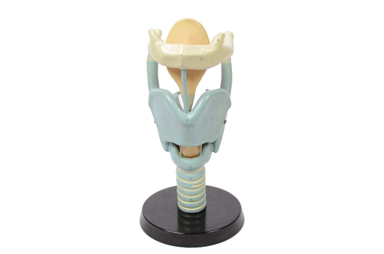 Strumenti medici d'epoca/6132-Modello trachea