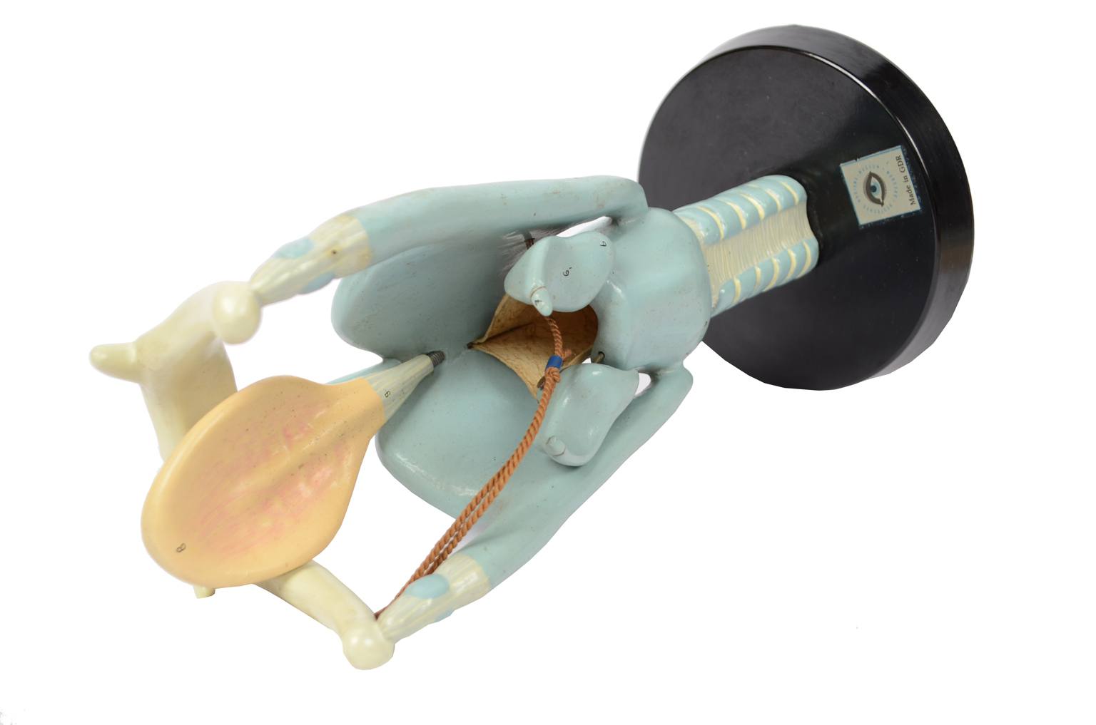 Strumenti medici d'epoca/6132-Modello trachea