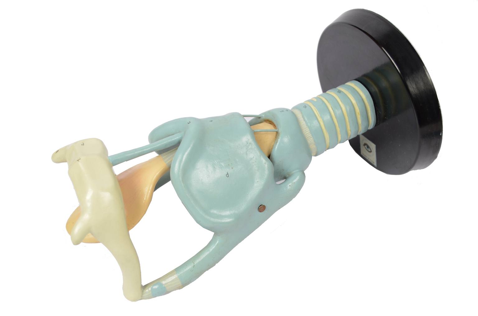 Old medical instruments/6132-Trachea model