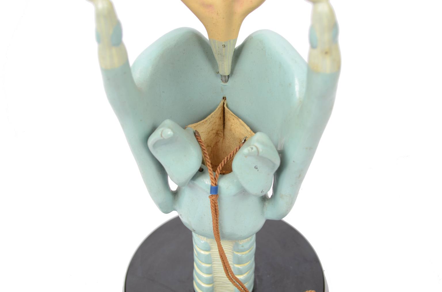 Old medical instruments/6132-Trachea model