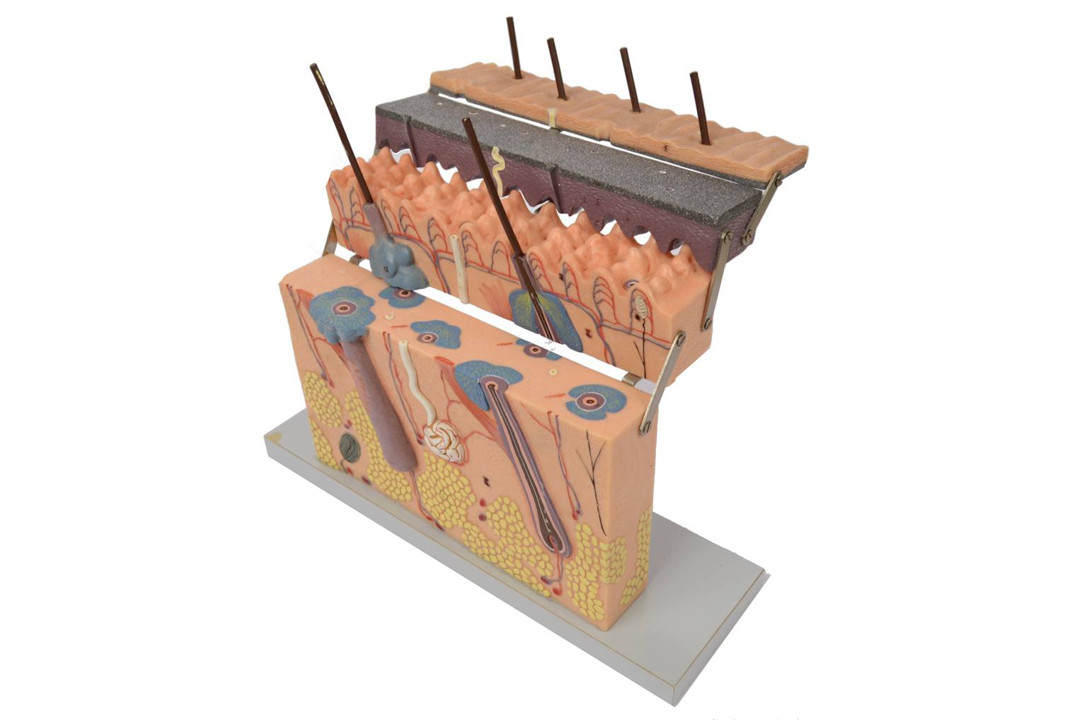 Old medical instruments/6138-Dermatological model