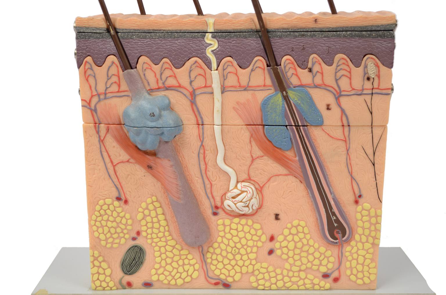 Old medical instruments/6138-Dermatological model
