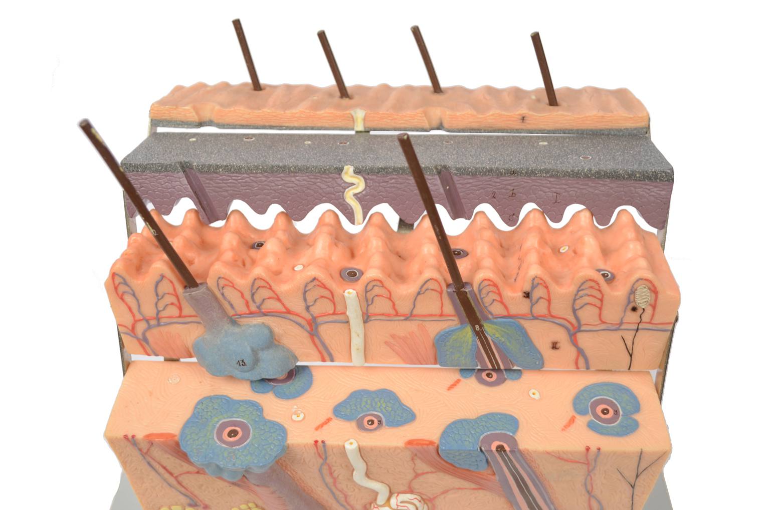Old medical instruments/6138-Dermatological model