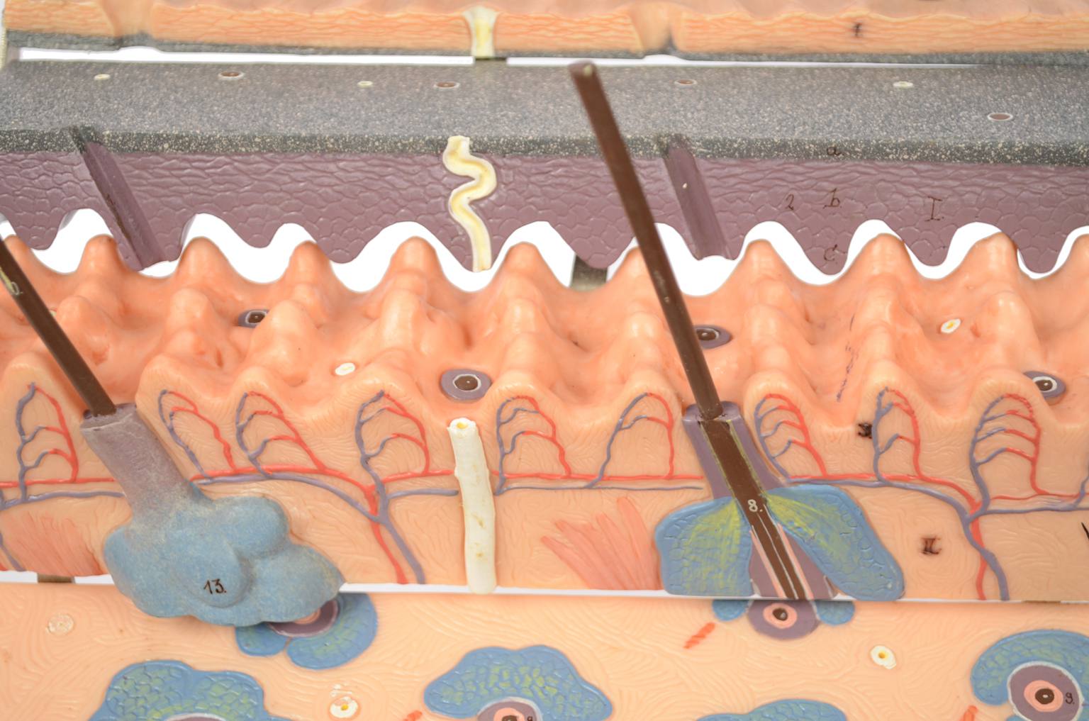 Old medical instruments/6138-Dermatological model