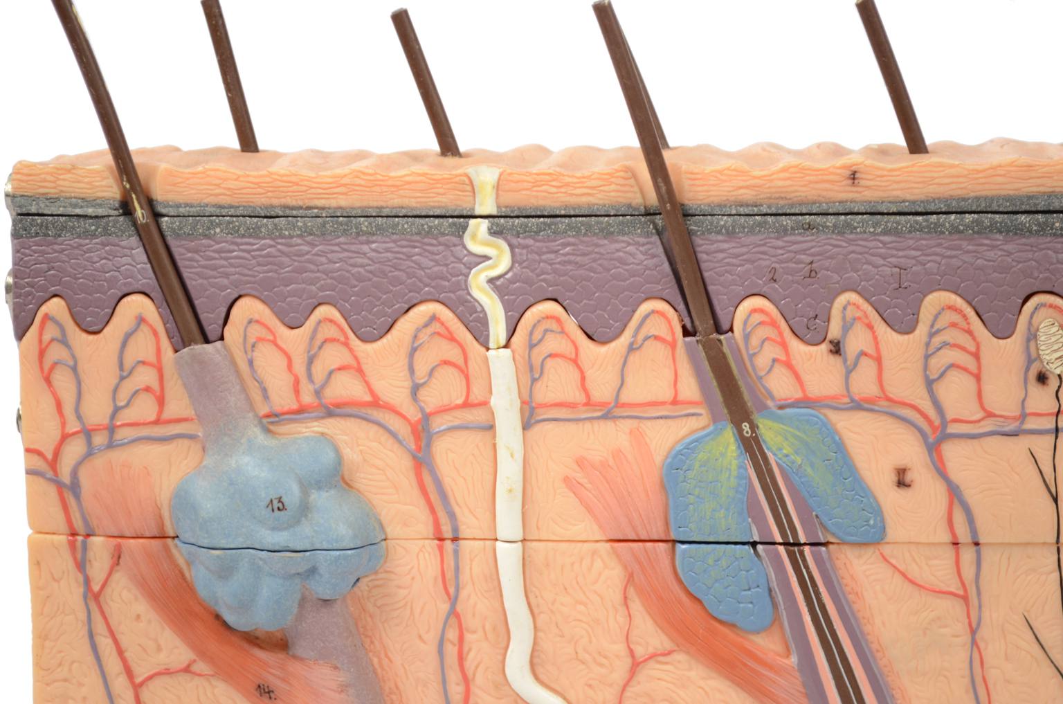 Old medical instruments/6138-Dermatological model