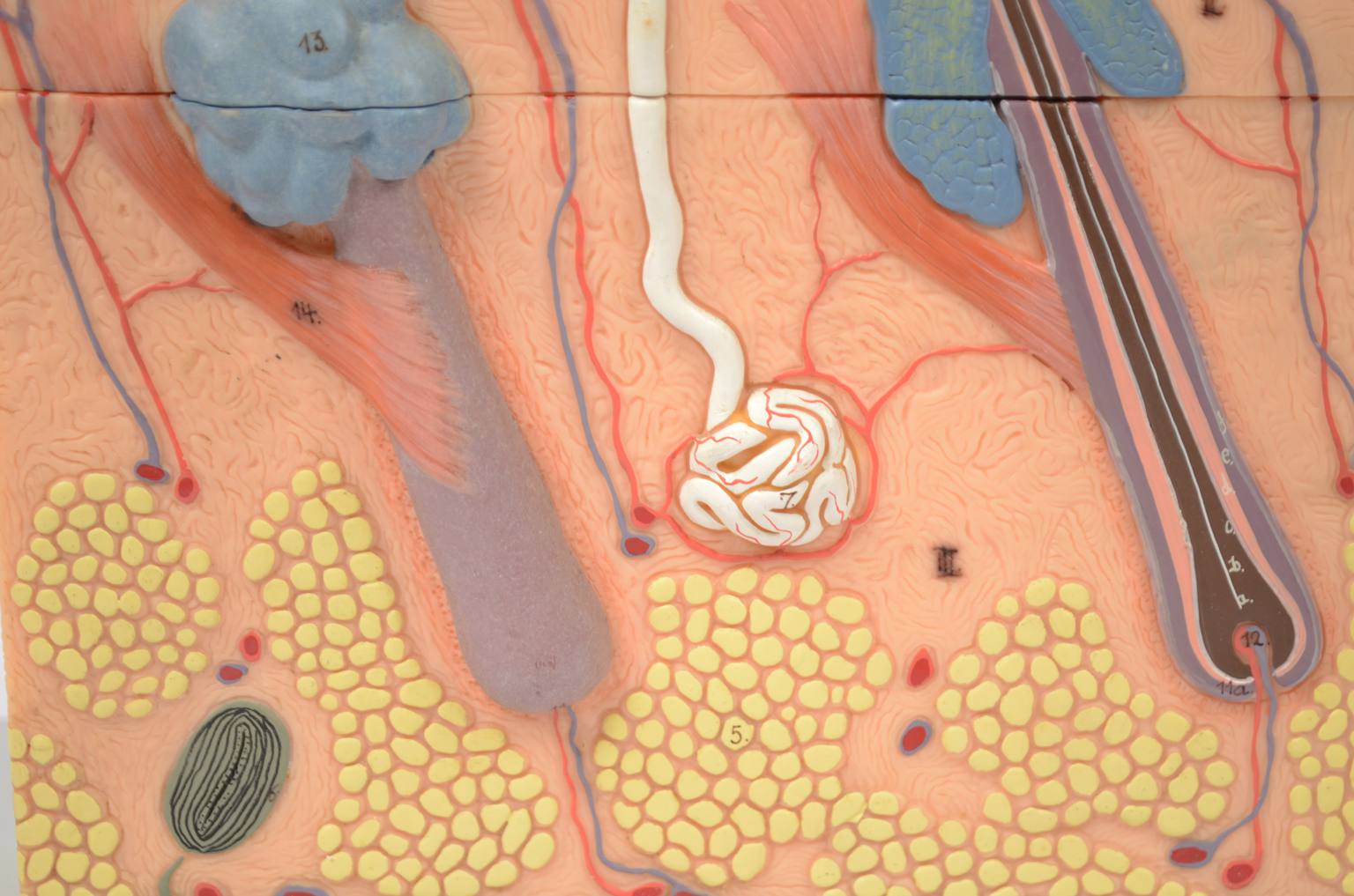 Old medical instruments/6138-Dermatological model