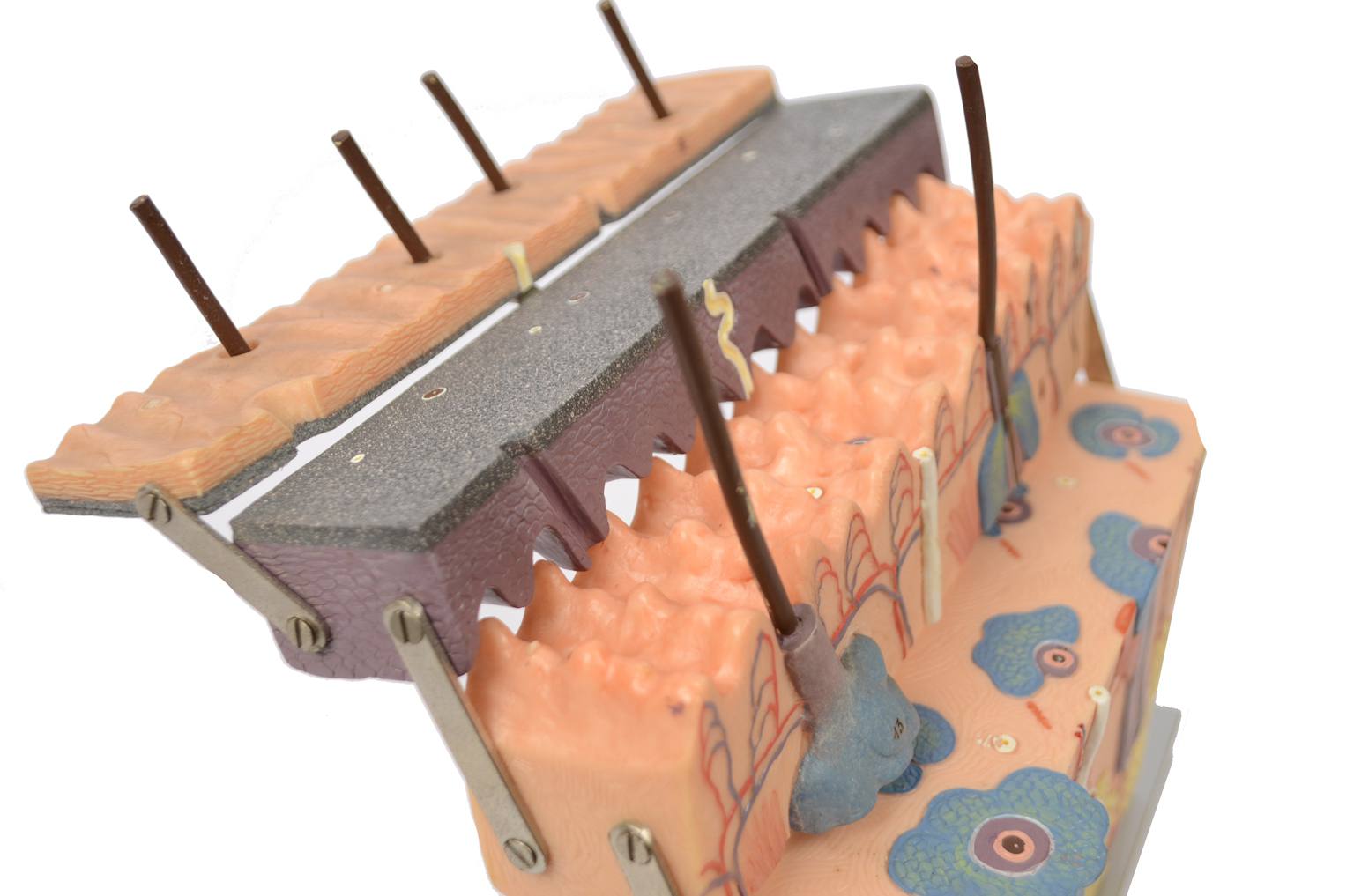 Old medical instruments/6138-Dermatological model