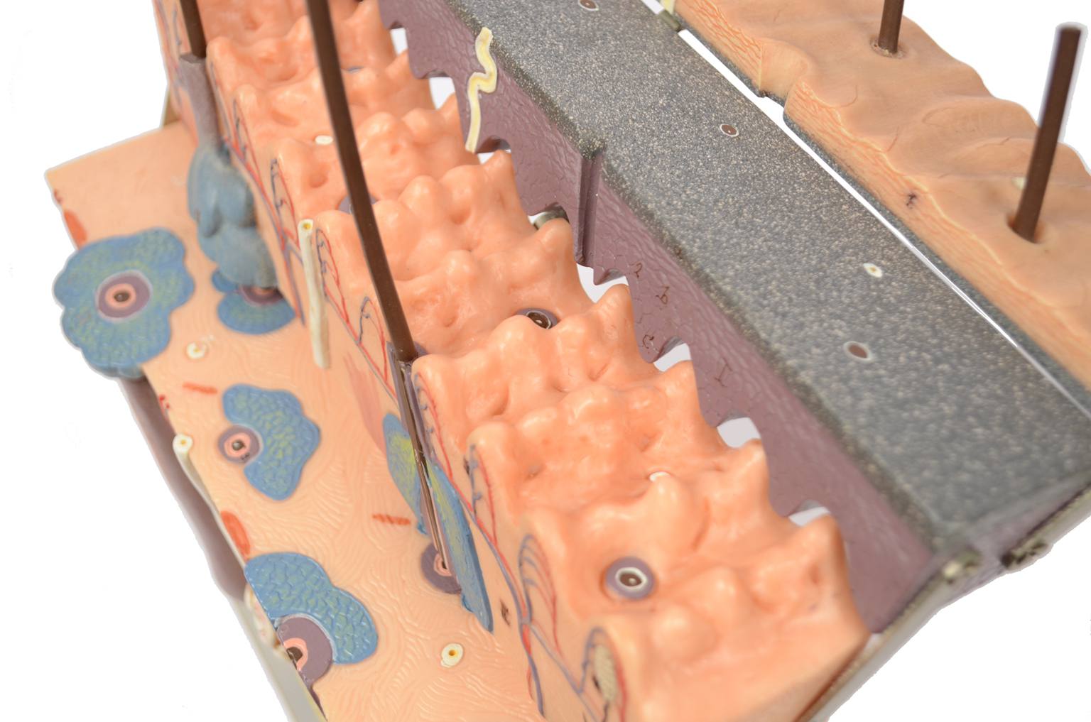 Old medical instruments/6138-Dermatological model