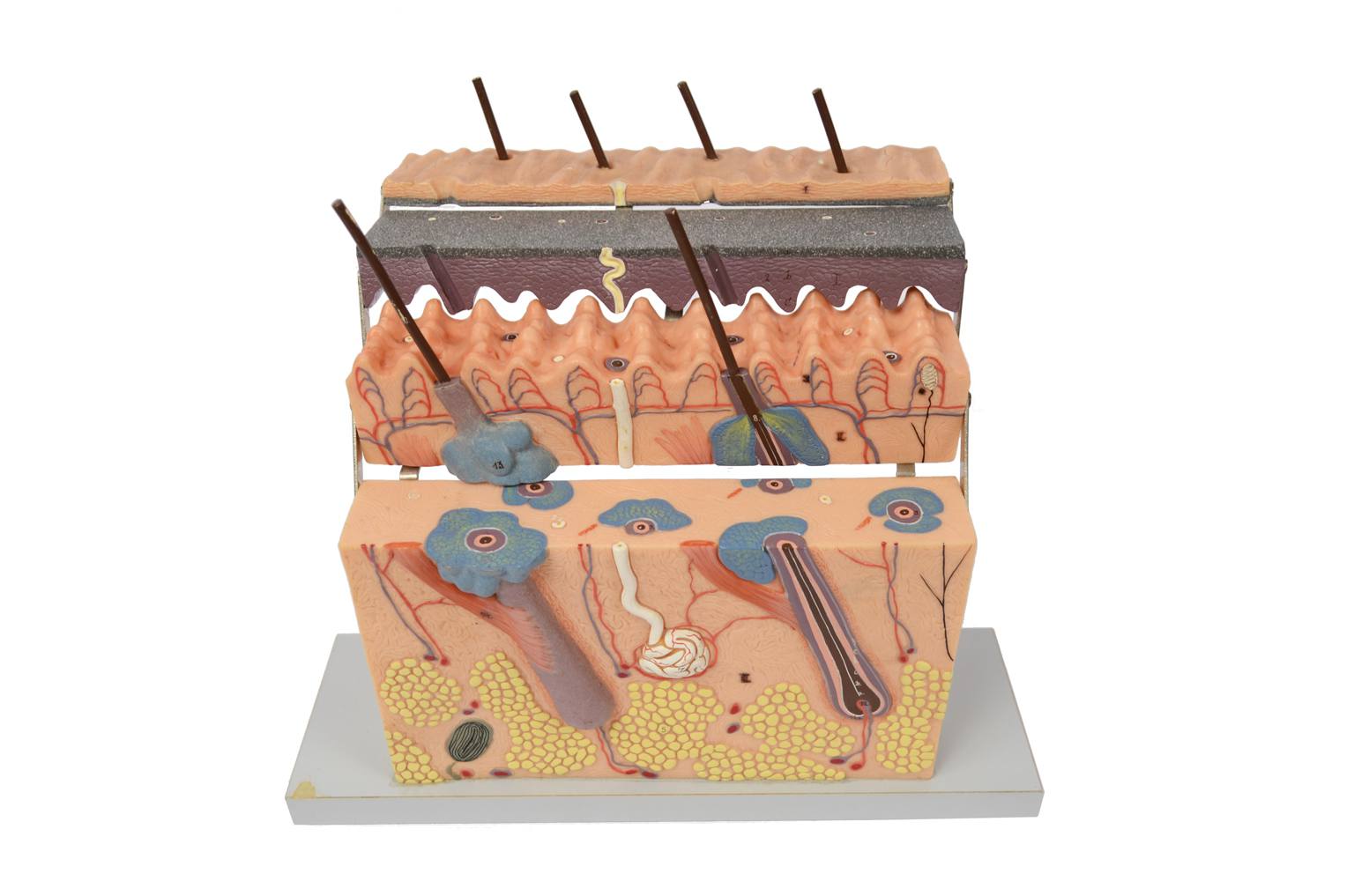 Old medical instruments/6138-Dermatological model