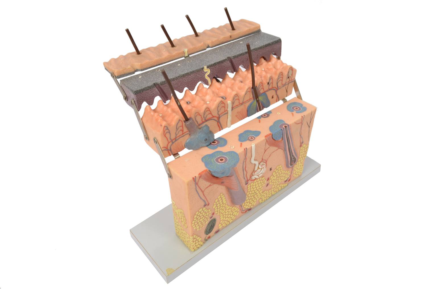 Old medical instruments/6138-Dermatological model