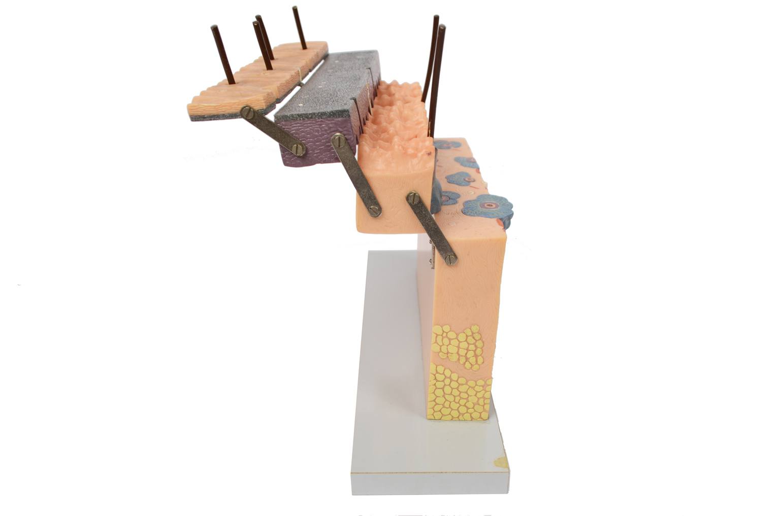 Old medical instruments/6138-Dermatological model