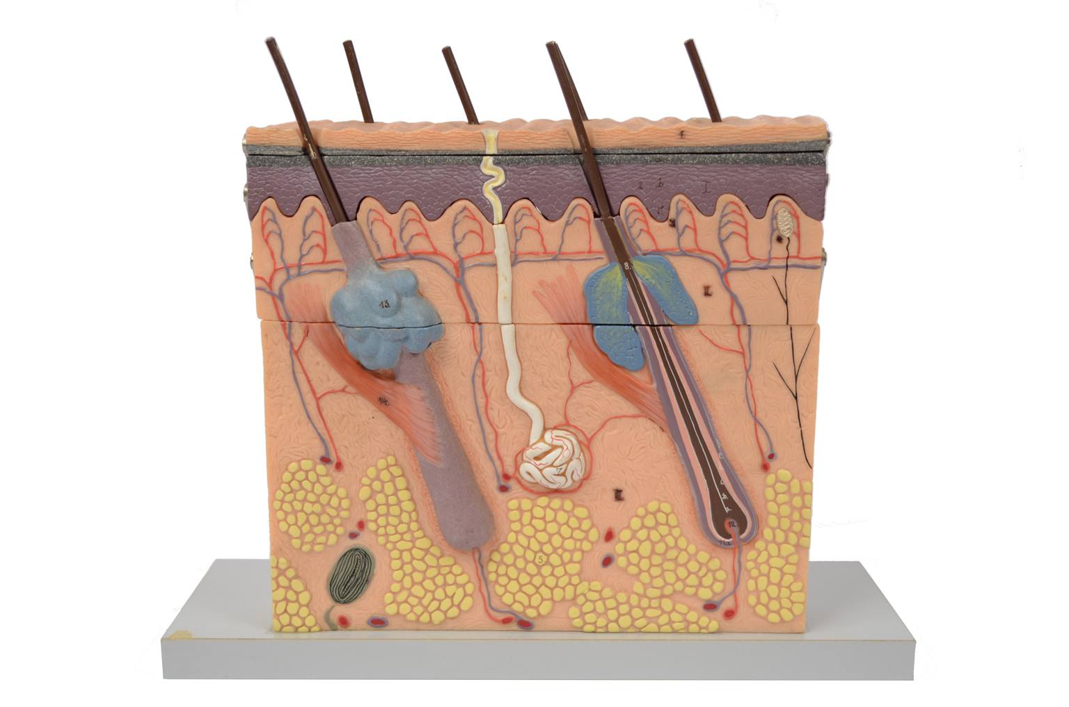 Old medical instruments/6138-Dermatological model