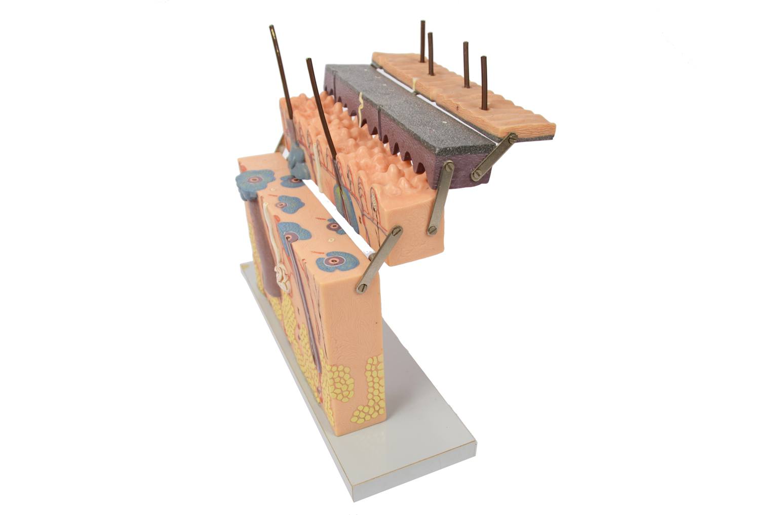 Old medical instruments/6138-Dermatological model