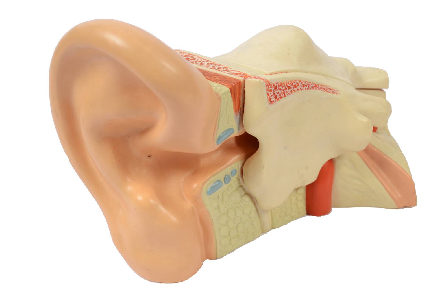 Old medical instruments/6139-Ear model