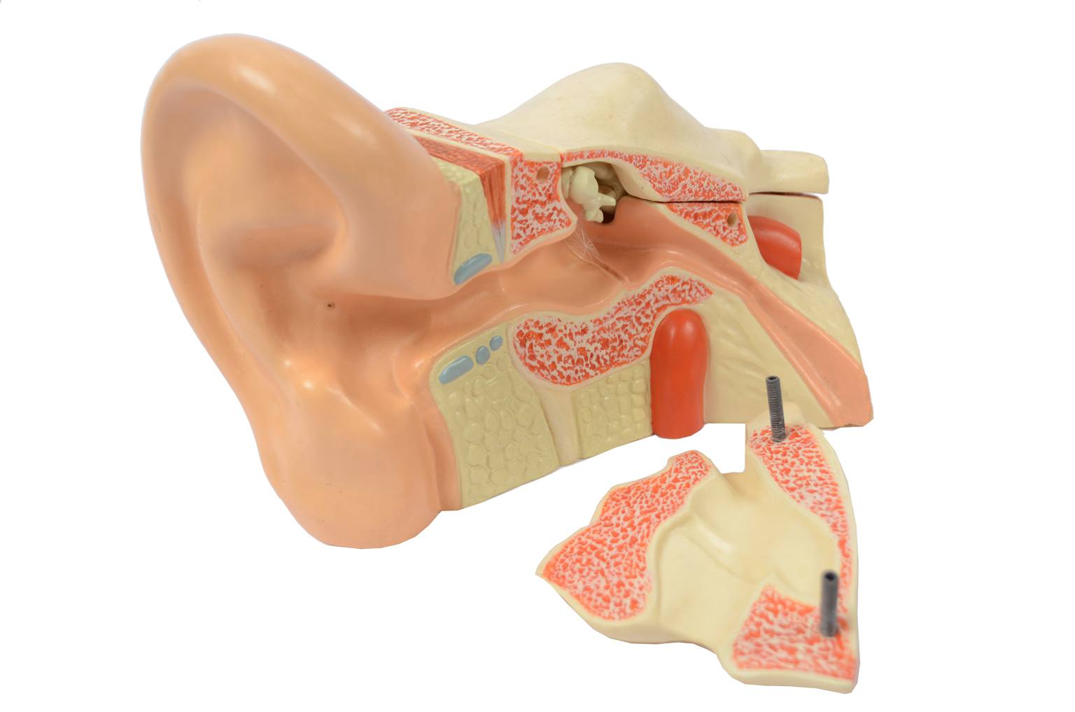 Old medical instruments/6139-Ear model