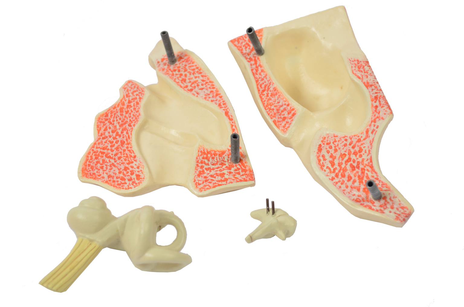 Old medical instruments/6139-Ear model