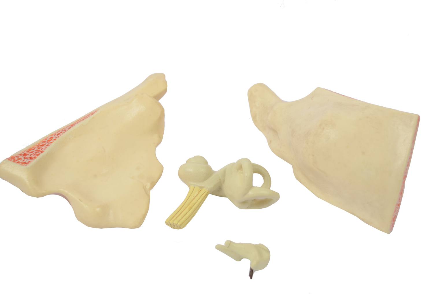 Strumenti medici d'epoca/6139-Modello orecchio
