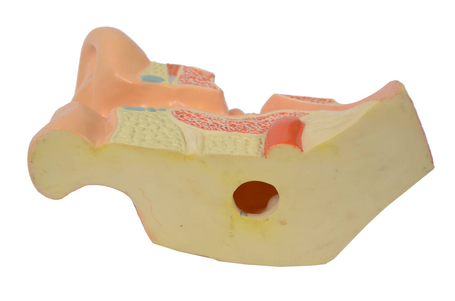 Strumenti medici d'epoca/6139-Modello orecchio