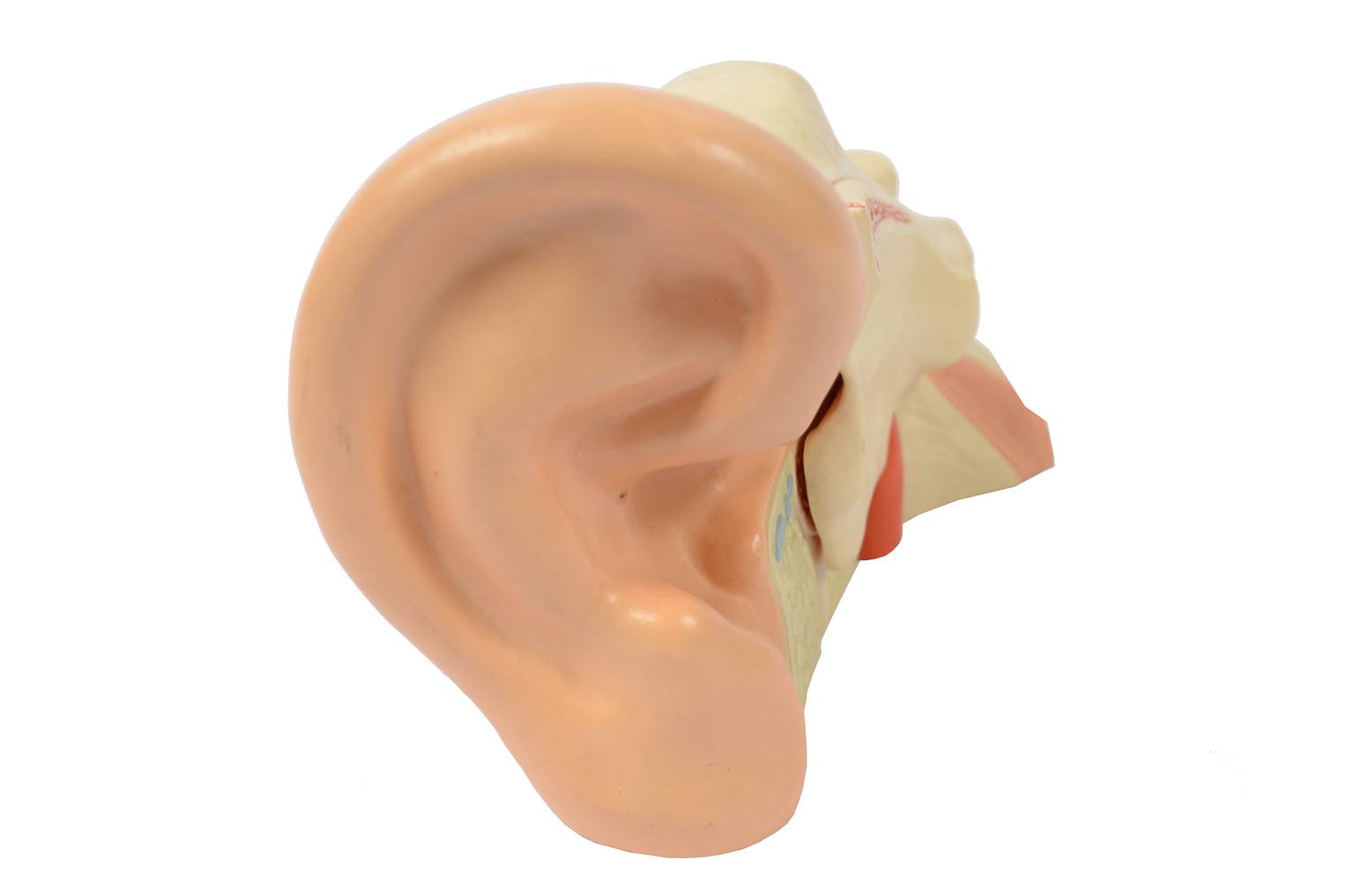 Old medical instruments/6139-Ear model