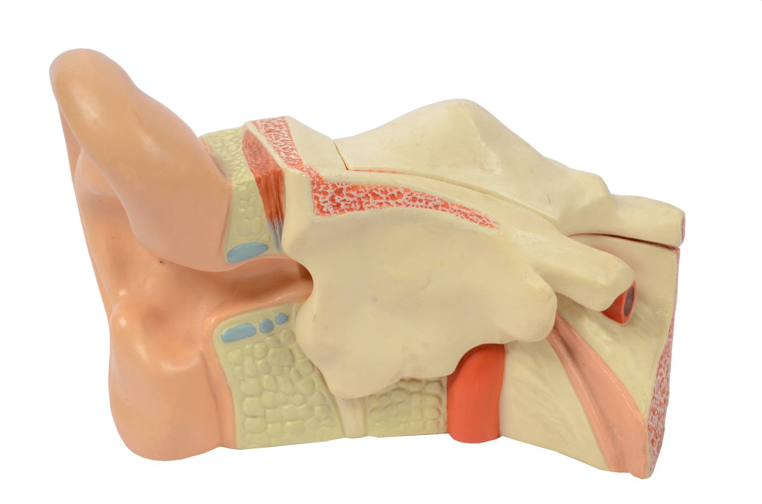 Old medical instruments/6139-Ear model