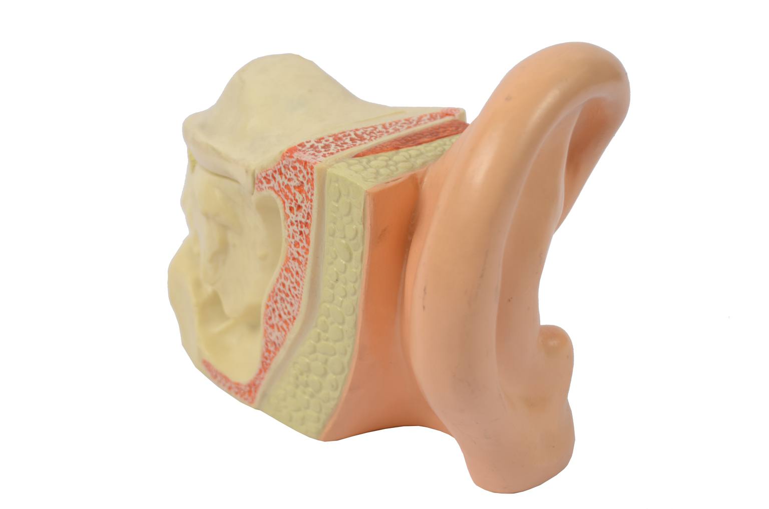 Strumenti medici d'epoca/6139-Modello orecchio