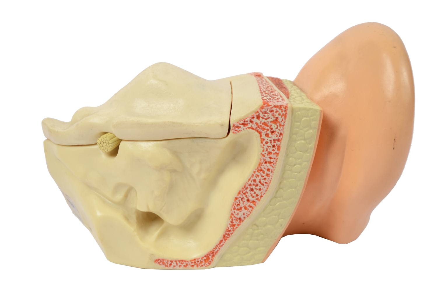 Old medical instruments/6139-Ear model