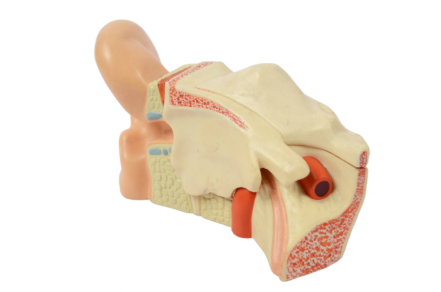 Old medical instruments/6139-Ear model