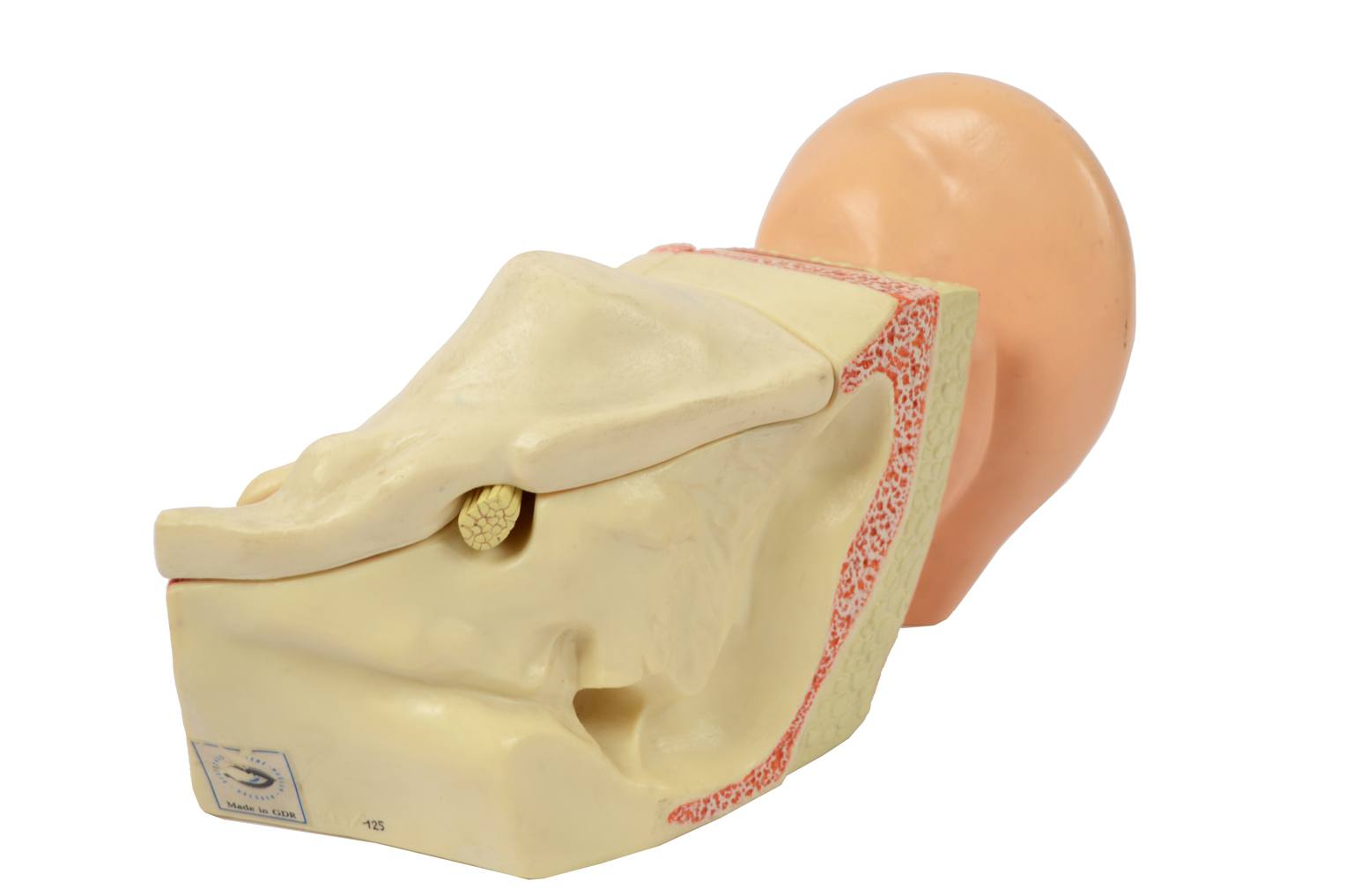 Old medical instruments/6139-Ear model