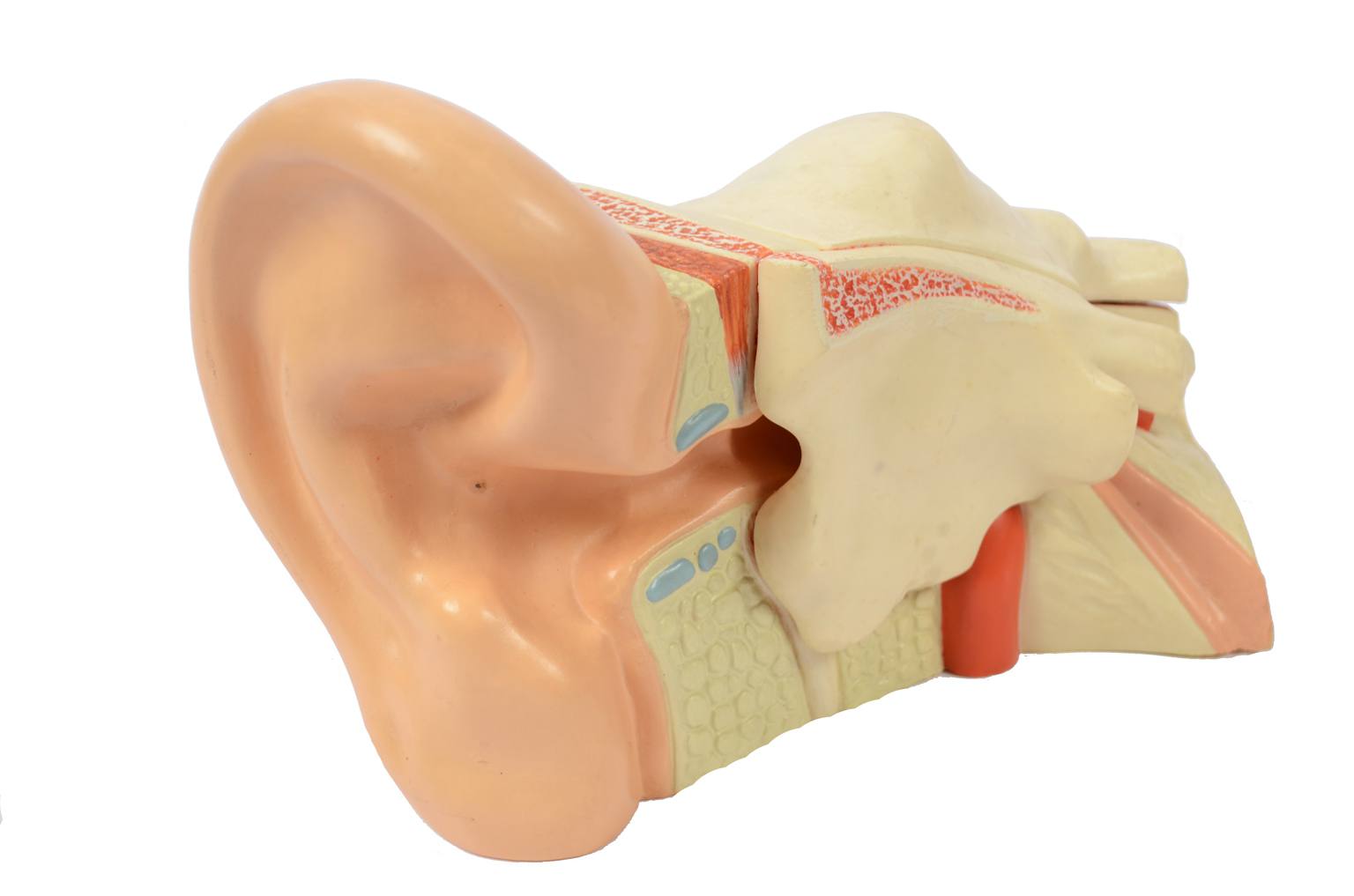 Old medical instruments/6139-Ear model