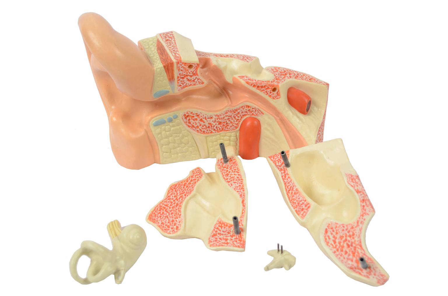 Strumenti medici d'epoca/6139-Modello orecchio