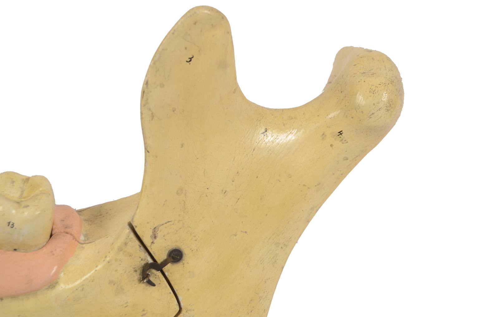 Old medical instruments/614-Mandible model