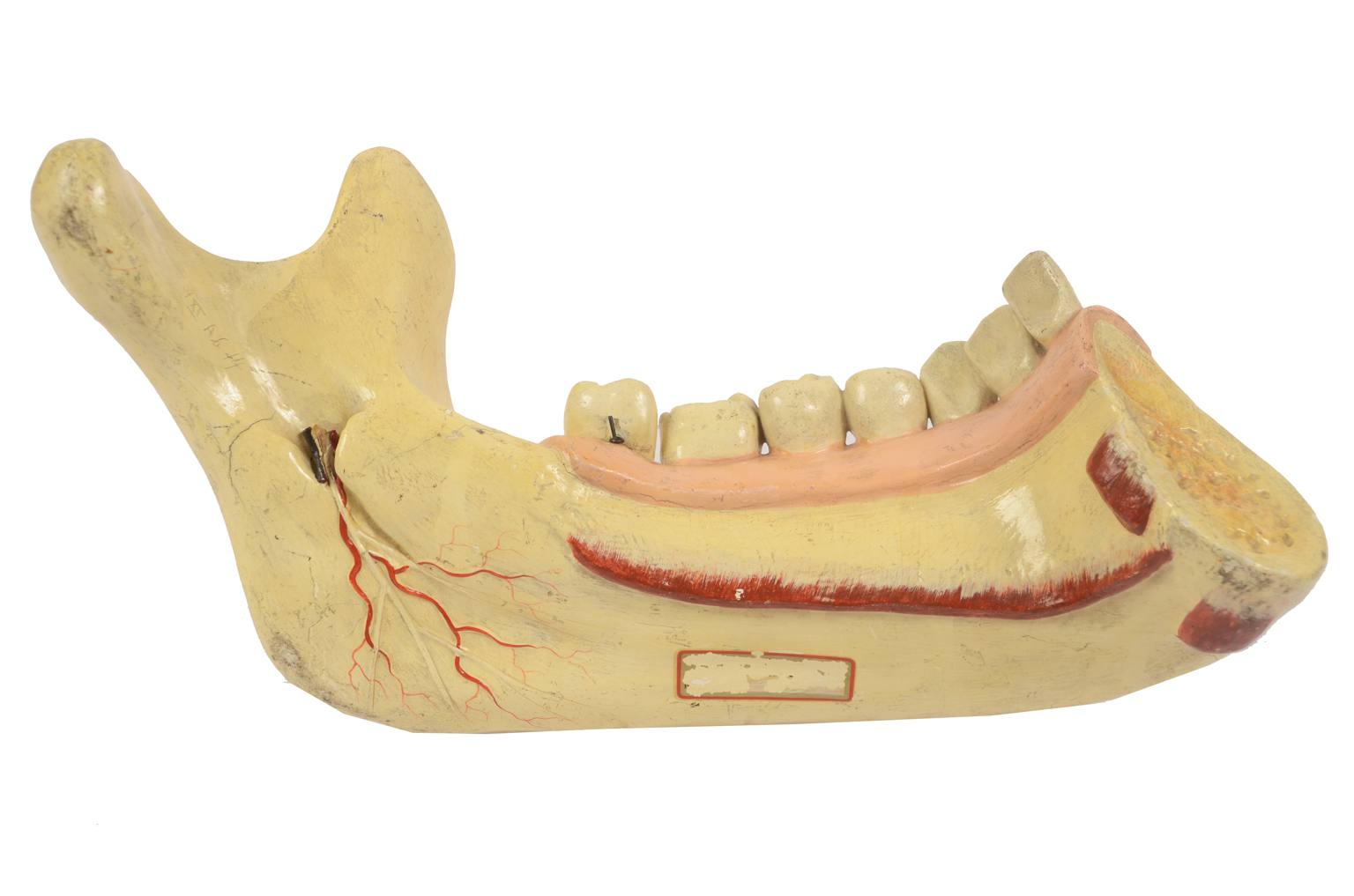 Old medical instruments/614-Mandible model