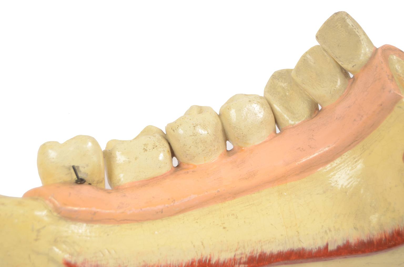 Old medical instruments/614-Mandible model