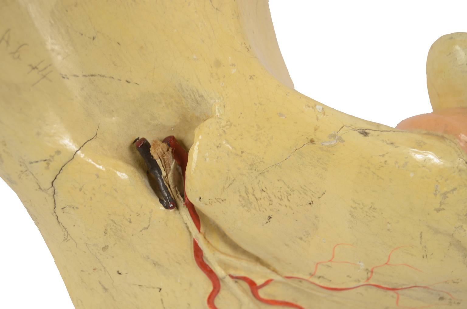 Old medical instruments/614-Mandible model