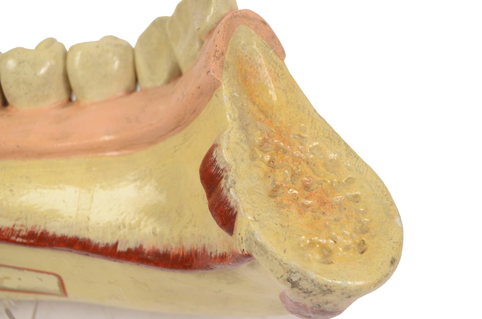 Old medical instruments/614-Mandible model