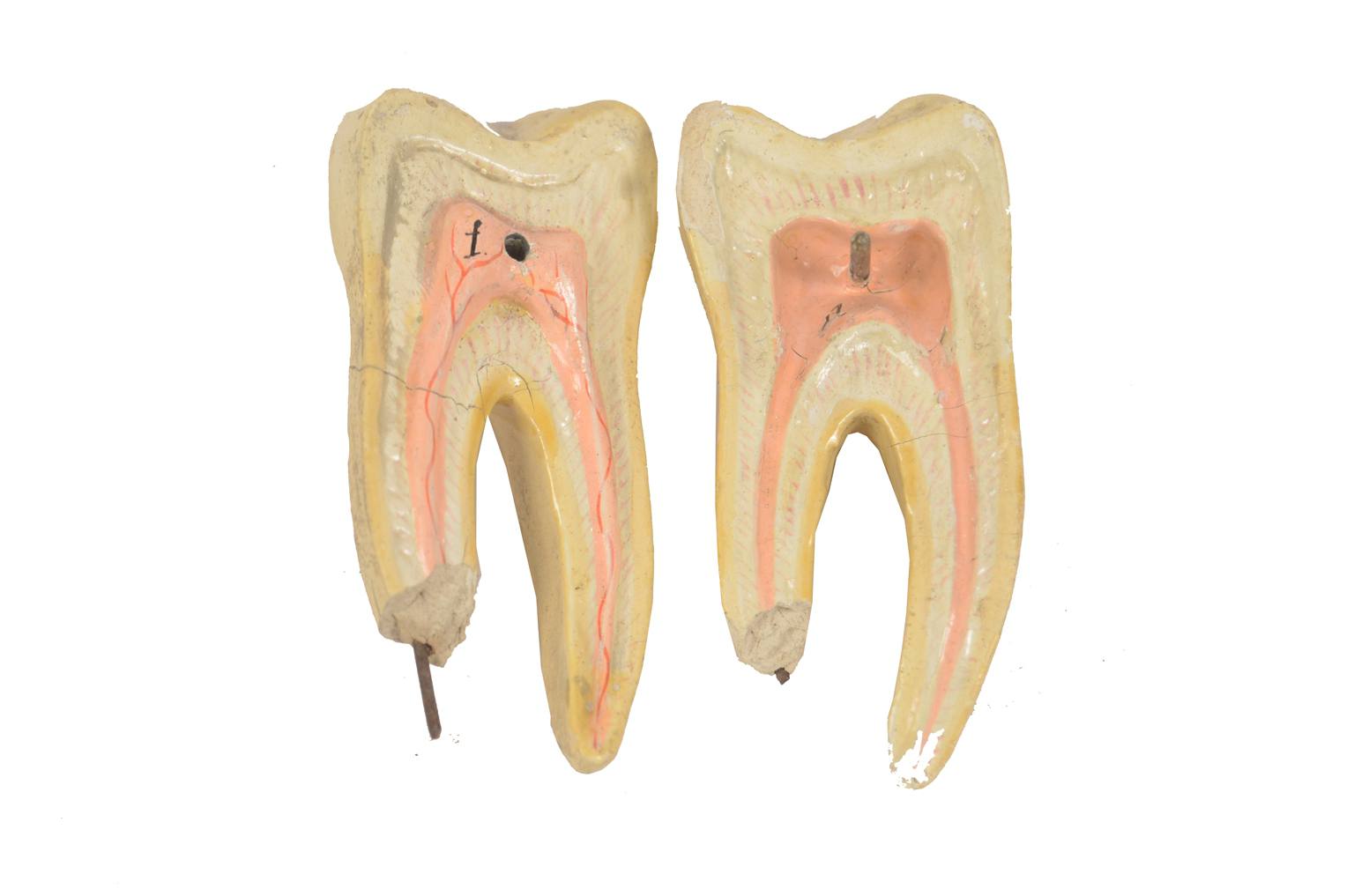 Old medical instruments/614-Mandible model