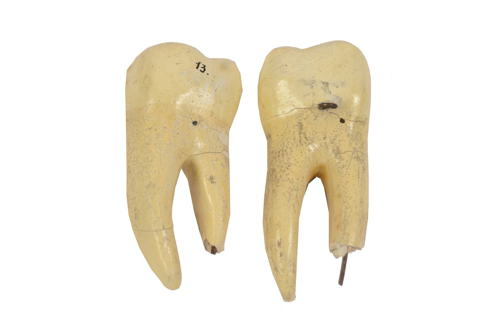 Old medical instruments/614-Mandible model