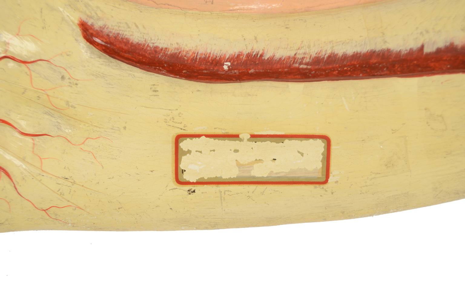 Old medical instruments/614-Mandible model