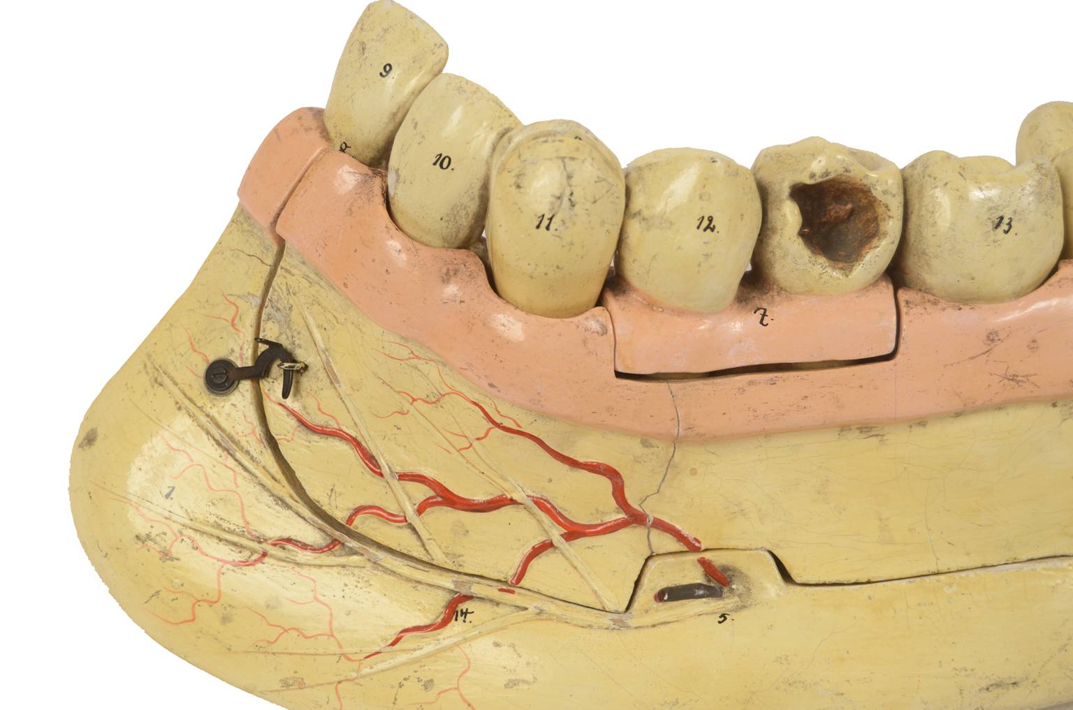 Old medical instruments/614-Mandible model