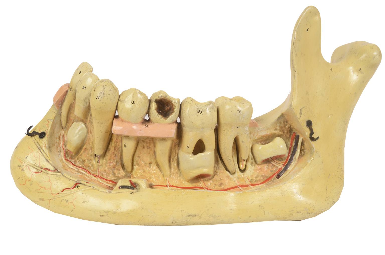 Old medical instruments/614-Mandible model
