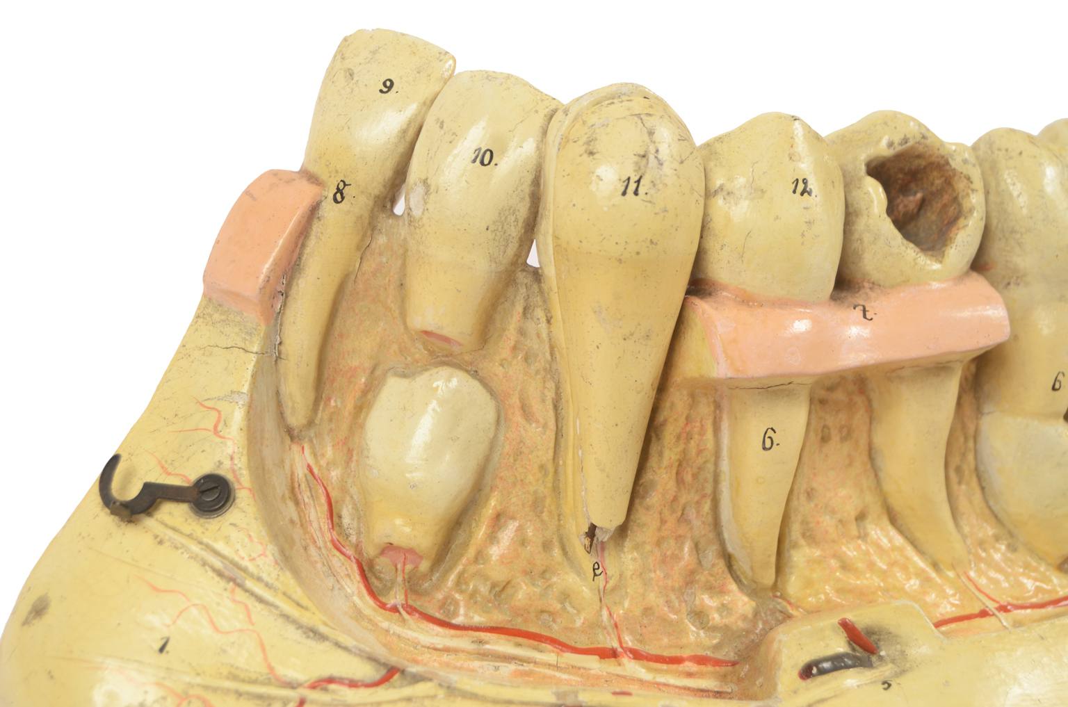 Old medical instruments/614-Mandible model